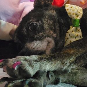 Meet your Posher, Audrey